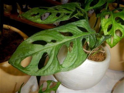 Plants of the Philippines