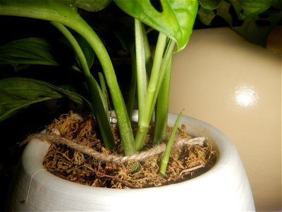 Plants of the Philippines