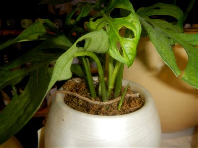 Plants of the Philippines