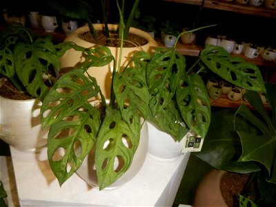 Plants of the Philippines
