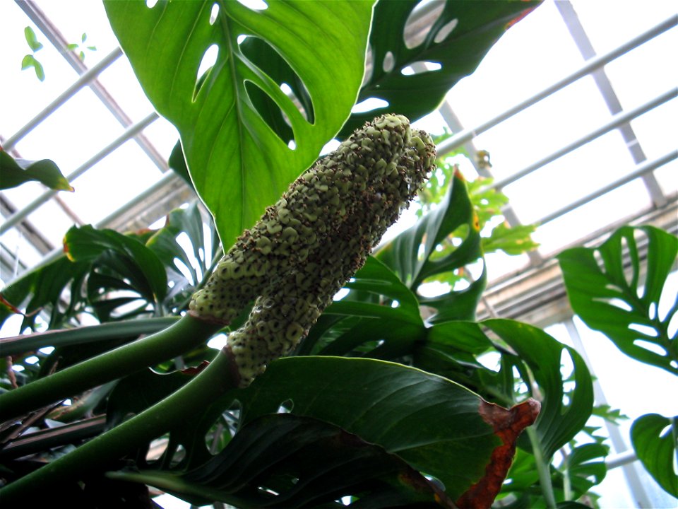 Monstera Adansonii with fruit