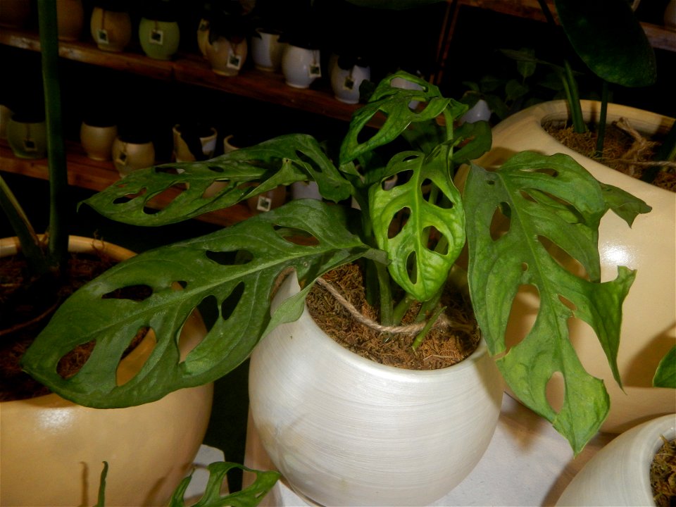Plants of the Philippines