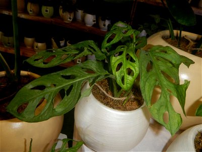 Plants of the Philippines