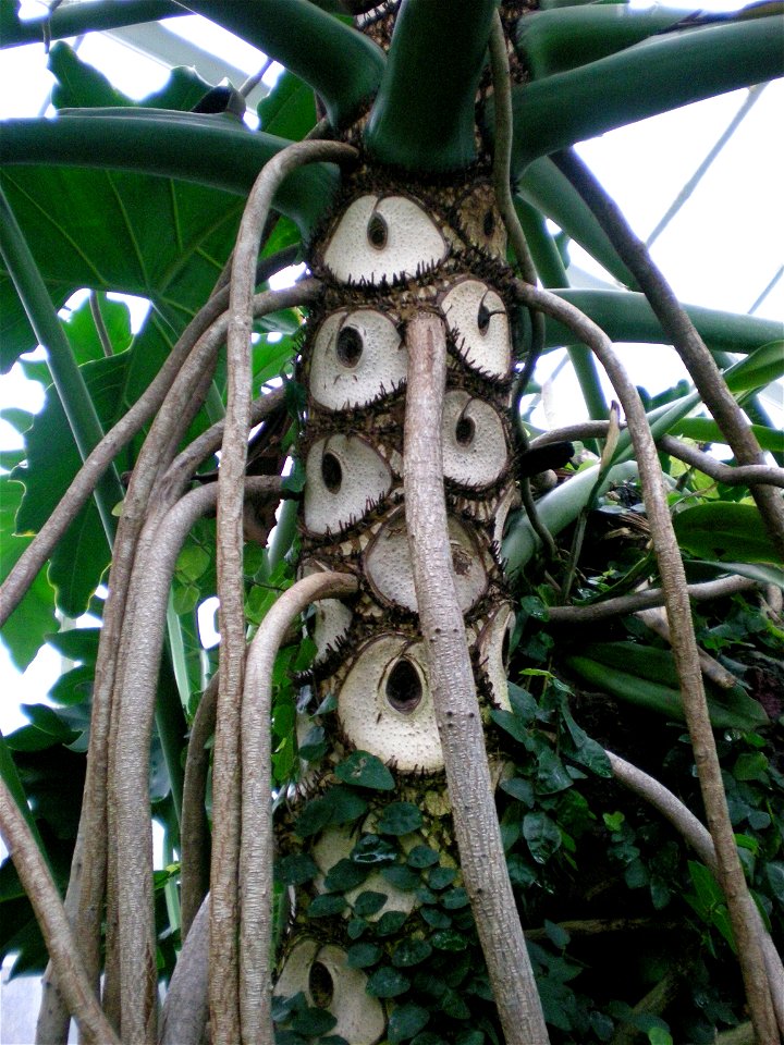 thaumatophyllum bipinnatifidum, the Tree Philodendron