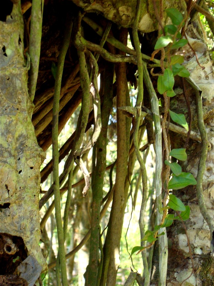 Roots of the guembe plant.