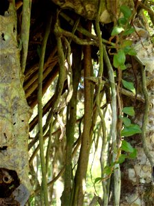 Roots of the guembe plant.