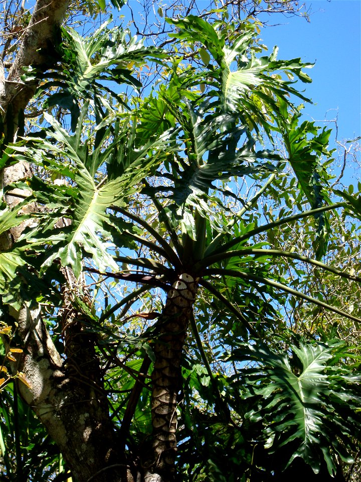 plant of guembe in a tree in San José (Paraguay)
