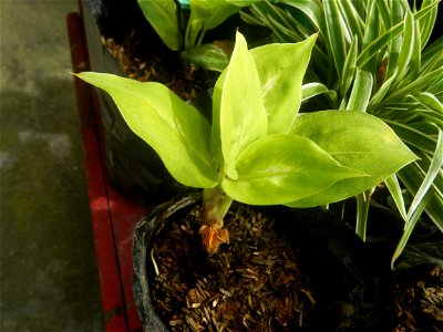 Ornamental plants in the Philippines