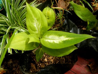 Ornamental plants in the Philippines