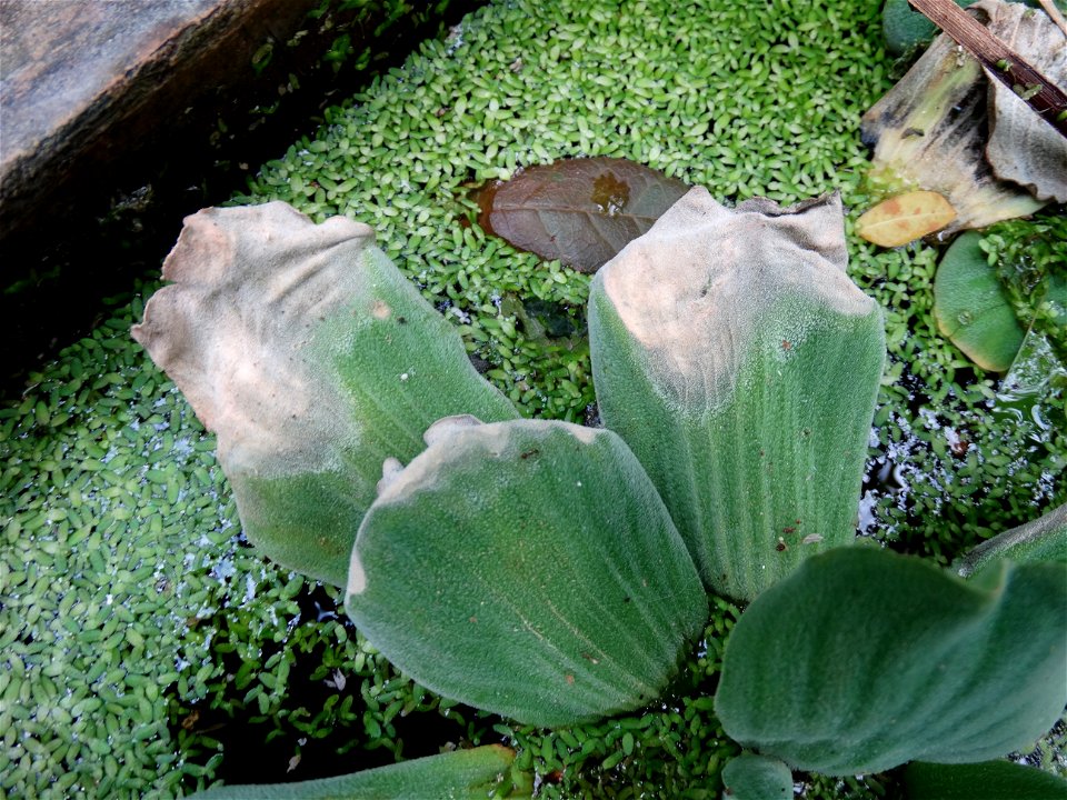 Water lettuce (Pistia stratiotes) is an invasive weed found in many areas of the southern United States
Pathogen: The symptoms here are associated with Xanthomonas campestris, but proof of pathogenici