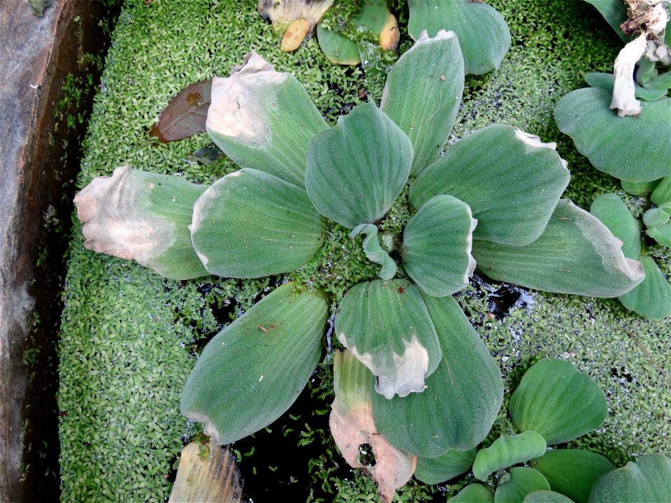 Water lettuce (Pistia stratiotes) is an invasive weed found in many areas of the southern United States
Pathogen: The symptoms here are associated with Xanthomonas campestris, but proof of pathogenici