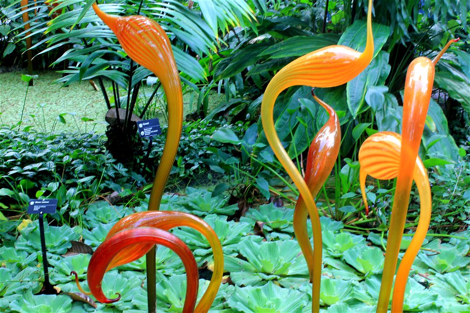  ; Flowers, trees, and other plant stuff
Funny looking water plant, Pistia Stratiotes.