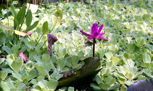 National M. M. Grishko botanical garden (Kiev, Ukraine), in tropical greenhouse