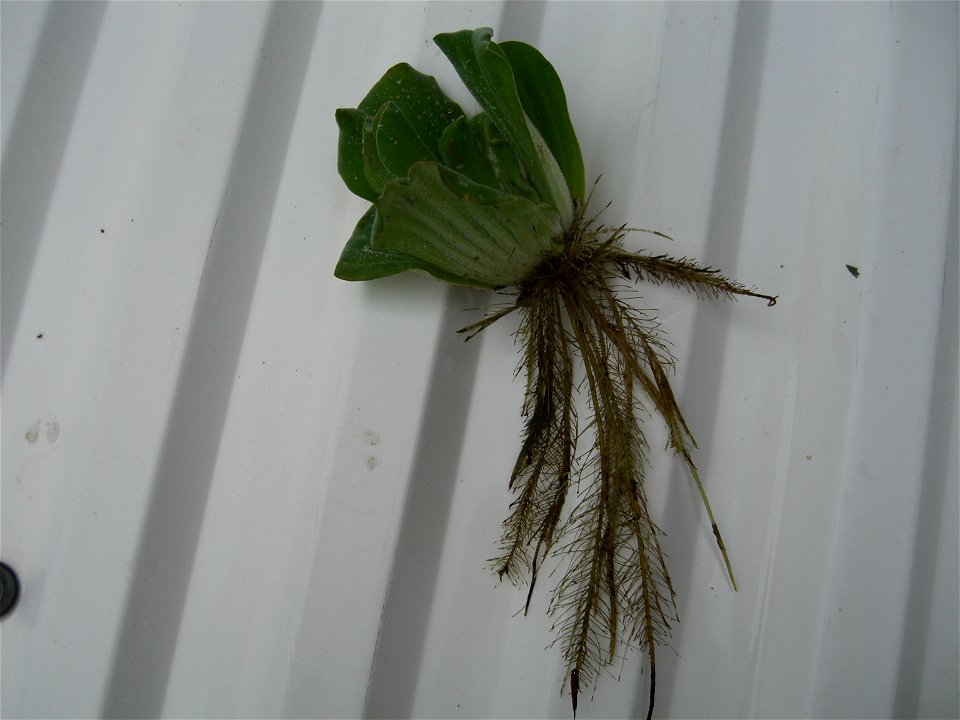 Pistia stratiotes