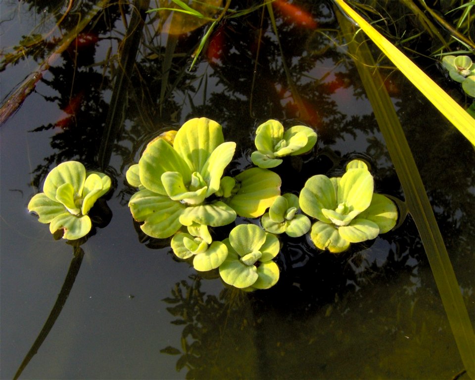 Beschreibung: Pistia stratiotes (Herbst, Gartenteich)

Quelle: selbst fotografiert
Datum: 2005-10-15
Fotograf oder Zeichner: User:Kristjan