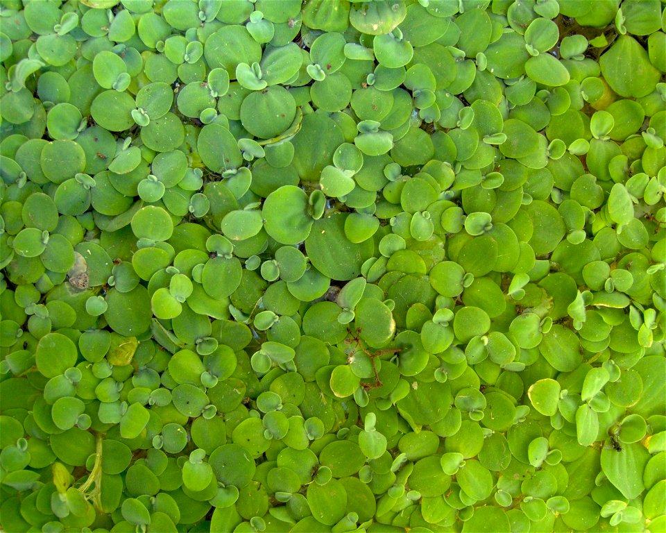 Beschreibung: Pistia stratiotes (Herbst, Regentonne)

Quelle: selbst fotografiert
Datum: 2005-10-15
Fotograf oder Zeichner: User:Kristjan
