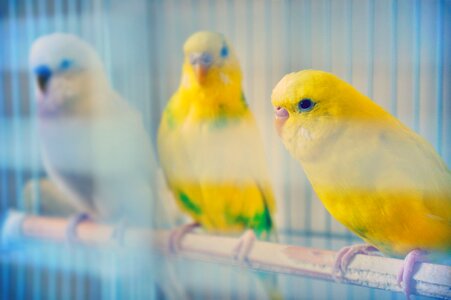 Plumage parakeet yellow