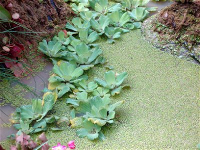 Pistia stratiotes in Royal Flora Expo 2006, Chiangmai, Thailand