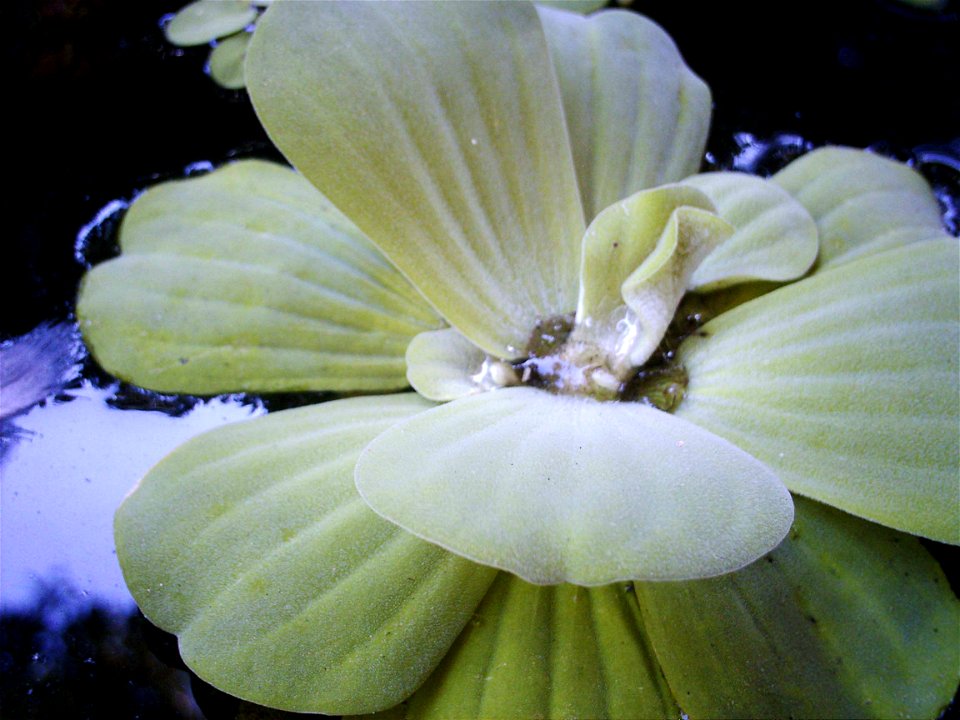 A specimen of Water-lettuce (Pistia stratiotes)
Image title: Victoria regia flower
Image from Public domain images website, http://www.public-domain-image.com/full-image/flora-plants-public-domain-ima