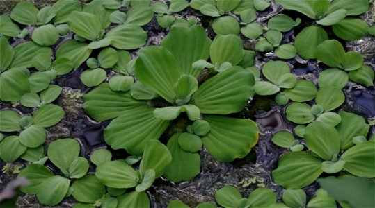 Pistia stratiotes in Kew Gardens, London photo