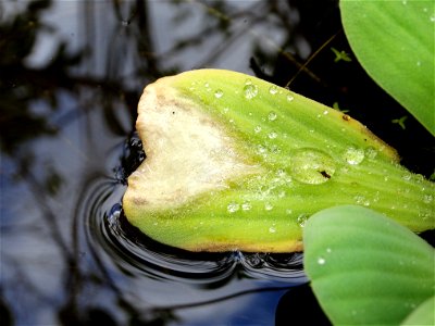 Pathogen: Poss. Xanthomonas campestris (bacterium isolated, but pathogenicity not proven yet) This plant is considered a noxious, aquatic weed globally In an email to Wikimedia Commons' Volunteer R photo