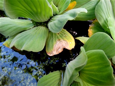 Pathogen: Poss. Xanthomonas campestris (bacterium isolated, but pathogenicity not proven yet) This plant is considered a noxious, aquatic weed globally In an email to Wikimedia Commons' Volunteer R photo