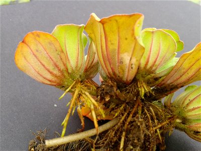குழித்தாமரை Botanical name: Pistia stratiotes Common name: Water cabbage Plant possesses antidiabetic properties ; Plant is a famine food; It is waste-water cleaner ; Leaved are used to photo