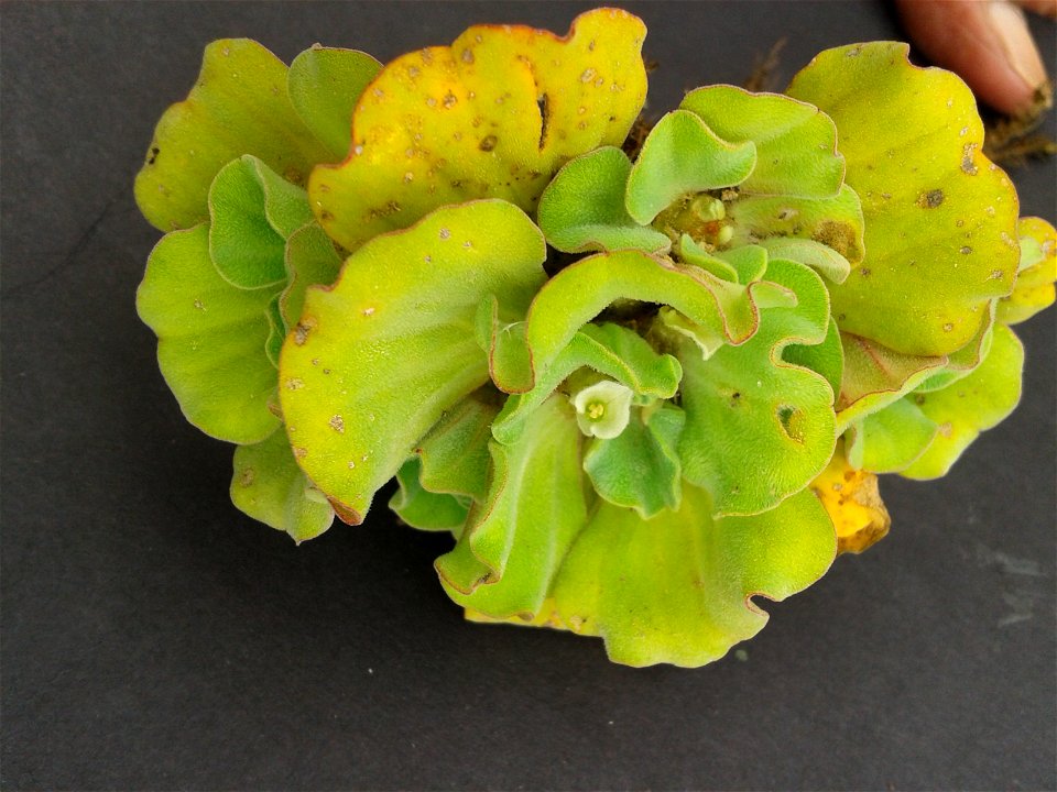 குழித்தாமரை
Botanical name: Pistia stratiotes

Common name: Water cabbage 
Plant  possesses  antidiabetic properties ; Plant is a famine food; It is waste-water cleaner ; Leaved are used to 