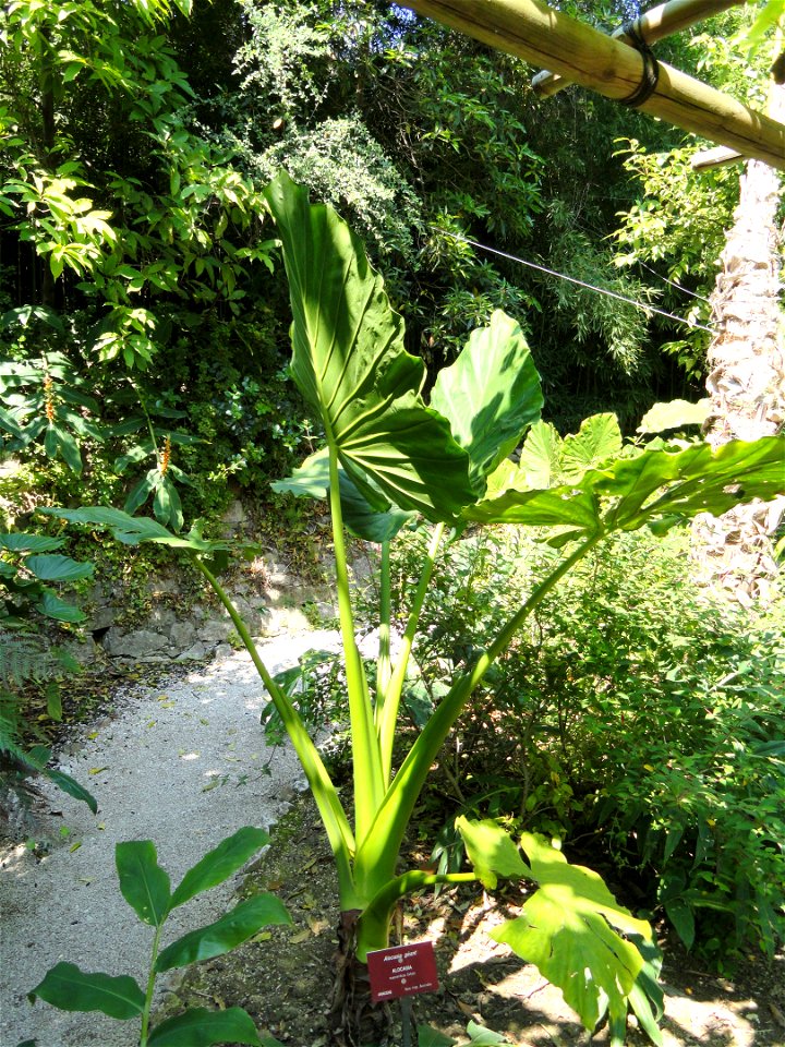 Alocasia macrorrhiza specimen in the Jardin botanique du Val Rahmeh, Menton, Alpes-Maritimes, France.