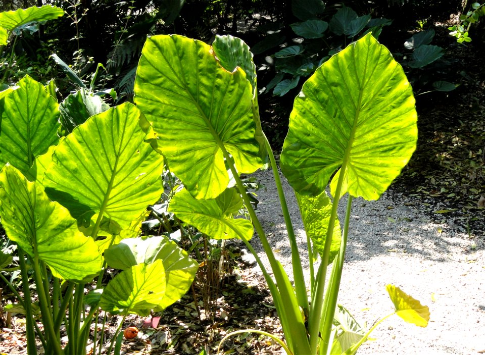 Alocasia macrorrhizos specimen in the Jardin botanique du Val Rahmeh, Menton, Alpes-Maritimes, France.