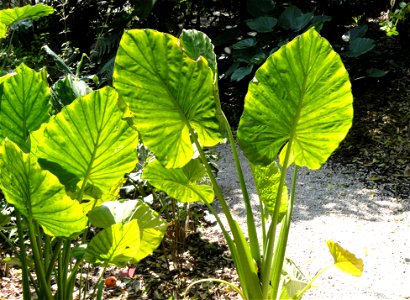 Alocasia macrorrhizos specimen in the Jardin botanique du Val Rahmeh, Menton, Alpes-Maritimes, France.