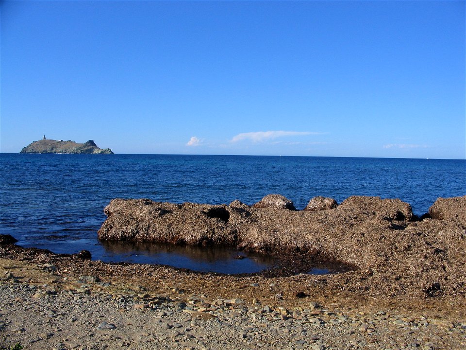 Banquette de Posidonia oceanica. Cap Corse. Barcaggio (plage de Cala). À l'arrière plan : île de la Giraglia.
