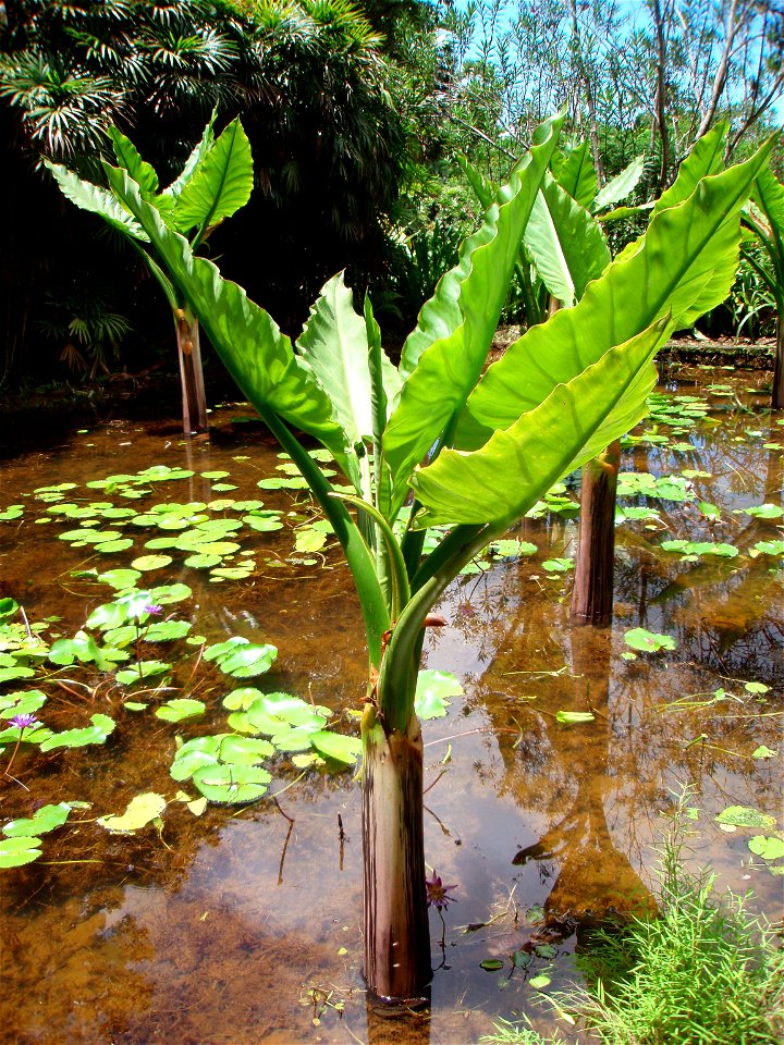 Giant Alocasia in Botanic garden Mont Fleuri in Victoria on Mahé Island.
Photo by Anatoly Terentiev, 13 April 2007.