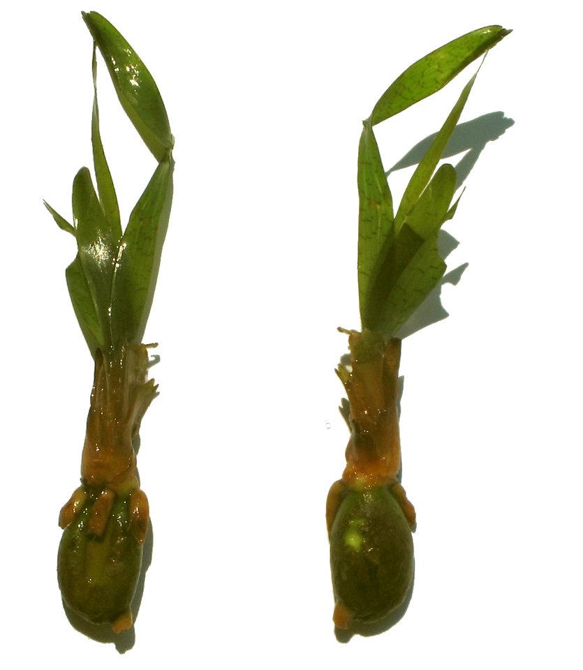 Young seedling of Posidonia oceanica. Cassis. Arena beach. Due to the total number of leaves (8 including 4 old leaves and 4 young green leaves), one can estimate its age to 1 year (june 2009), but th