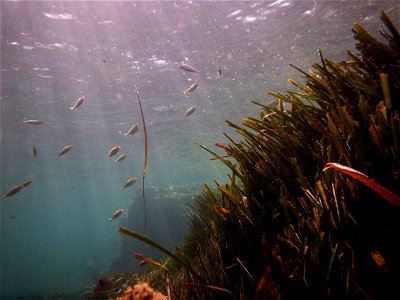 Posidonia oceanica en Cabo de Palos (Cartagena, Spain).