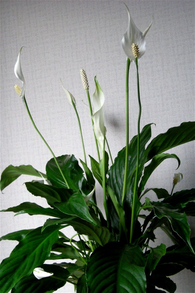 Lepelplant, Spathiphyllum wallisii