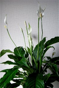 Lepelplant, Spathiphyllum wallisii