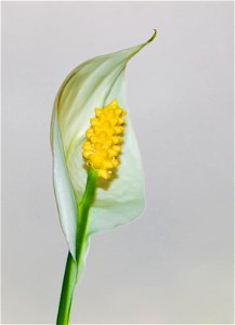 Spathiphyllum wallisii