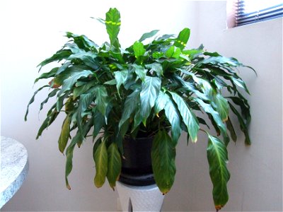 Spathiphyllum wallisii, most popularly known as peace lilly, with leafs in decomposition process.