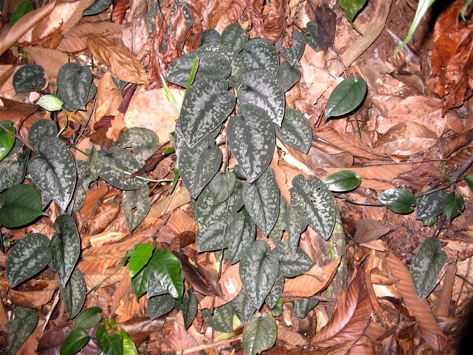 Scindapsus pictus - Bukit Nanas Forest Reserve - Kuala Lumpur - Malaysia