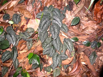 Scindapsus pictus - Bukit Nanas Forest Reserve - Kuala Lumpur - Malaysia