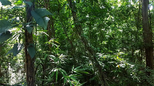 Wild Epipremnum pinnatum (tibatib) - Misamis Oriental, Philippines