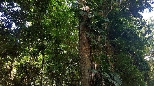 Wild Epipremnum pinnatum (tibatib) - Misamis Oriental, Philippines