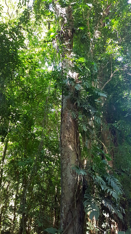 Wild Epipremnum pinnatum (tibatib) - Misamis Oriental, Philippines