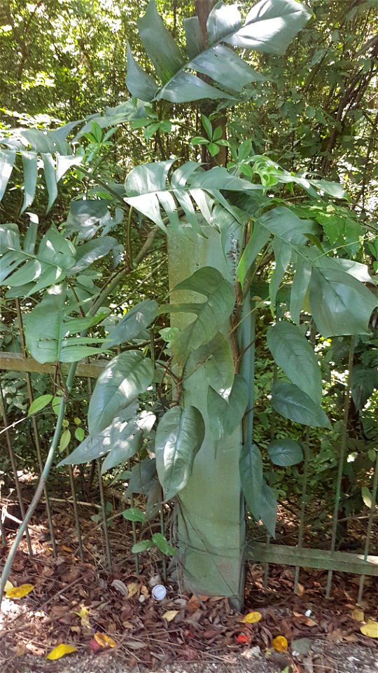 Wild Epipremnum pinnatum (tibatib) - Misamis Oriental, Philippines