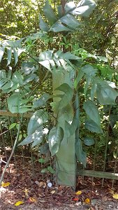 Wild Epipremnum pinnatum (tibatib) - Misamis Oriental, Philippines