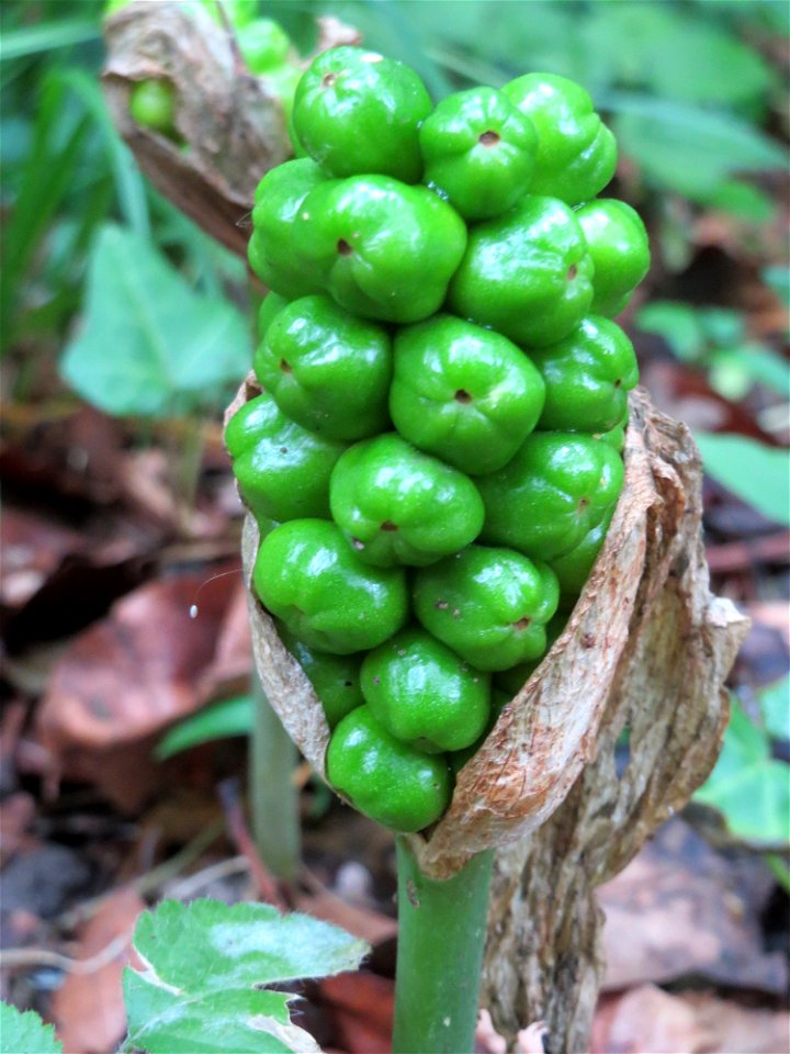 Gefleckter Aronstab (Arum maculatum) im Meerwald bei Bübingen