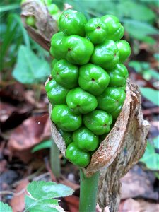 Gefleckter Aronstab (Arum maculatum) im Meerwald bei Bübingen