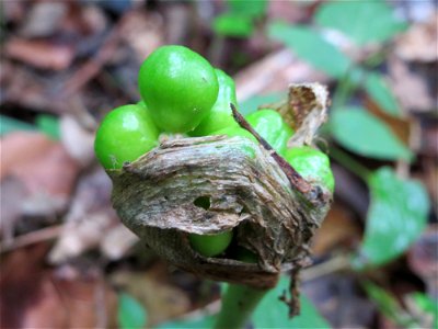 Gefleckter Aronstab (Arum maculatum) im Meerwald bei Bübingen