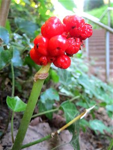Gefleckter Aronstab (Arum maculatum) am Reppersberg in Alt-Saarbrücken